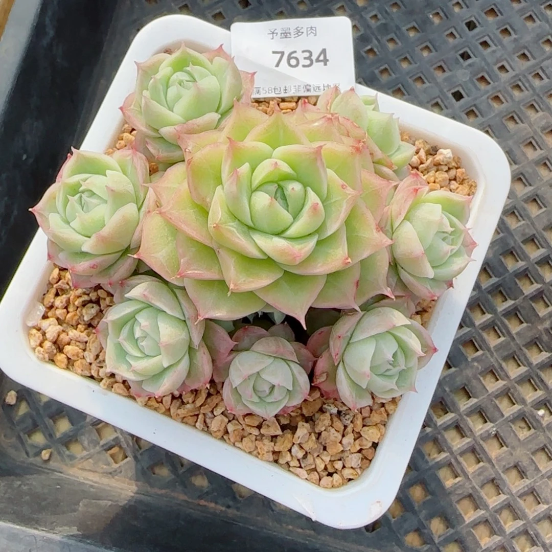 潘多拉，7634多肉植物