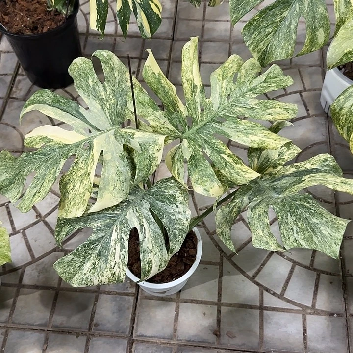 奇***迹无花朵遗迹A5四叶