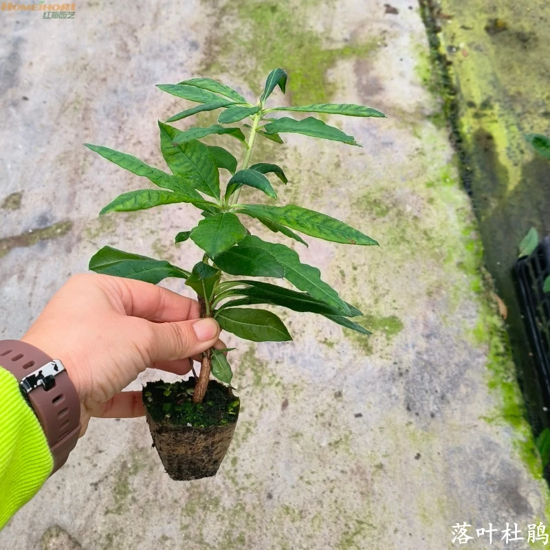 红梅园艺新店福利落叶杜鹃小苗皮实好养新手必入