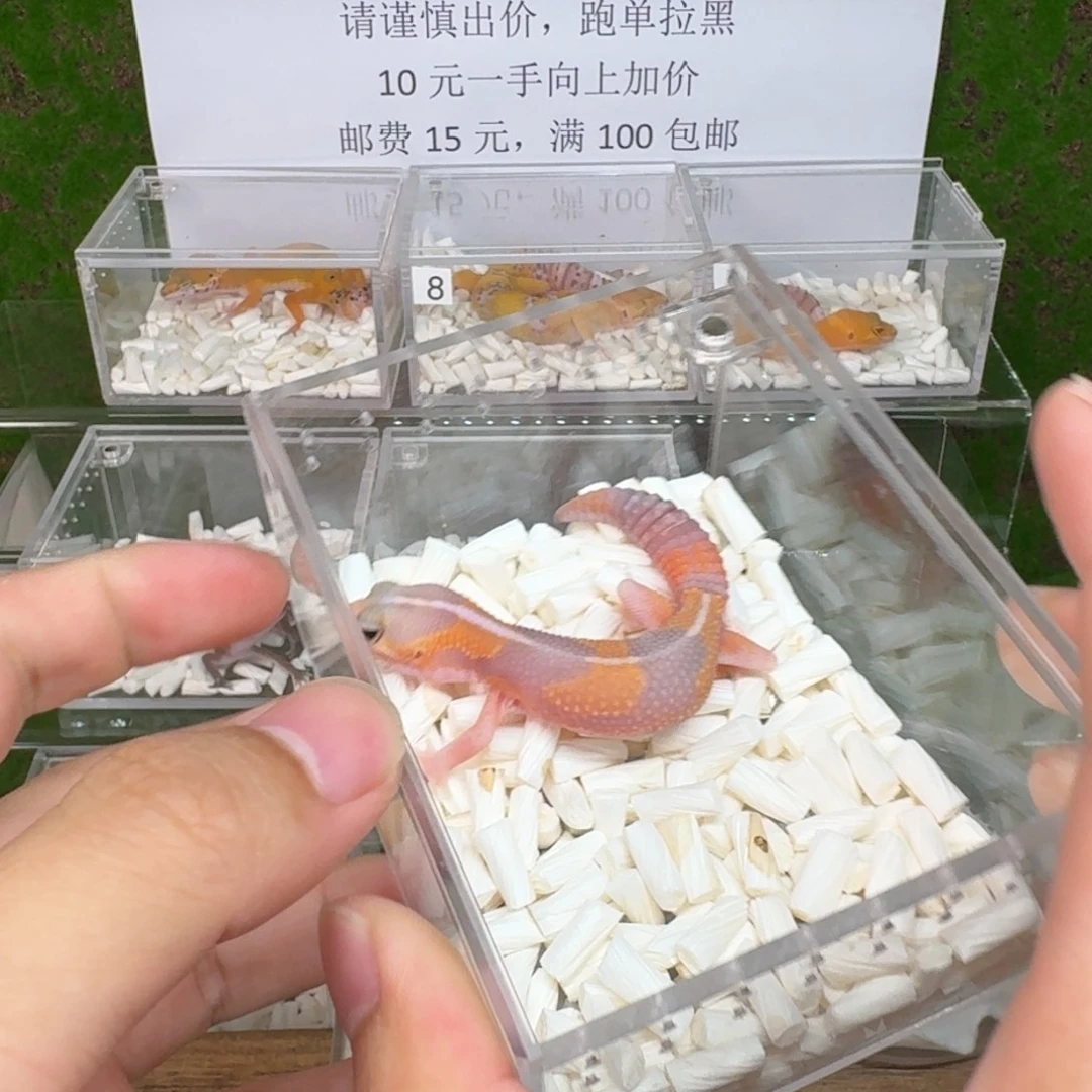 豹纹守宫肥尾 橘白 母