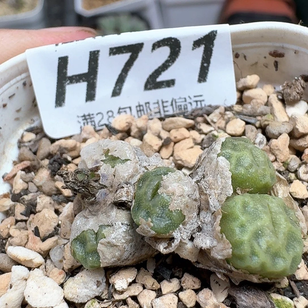 多肉植物的润泽发发