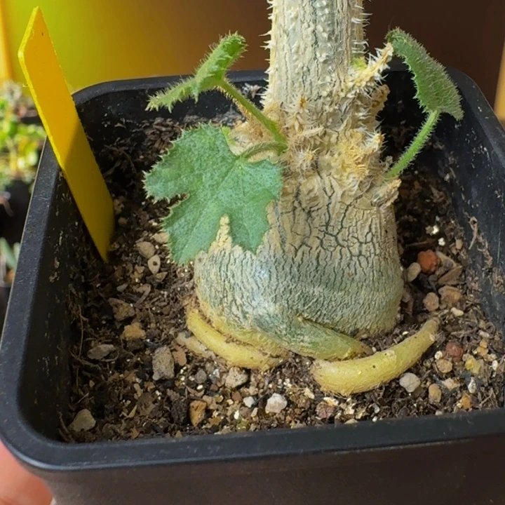 实生黄瓜树包邮1111