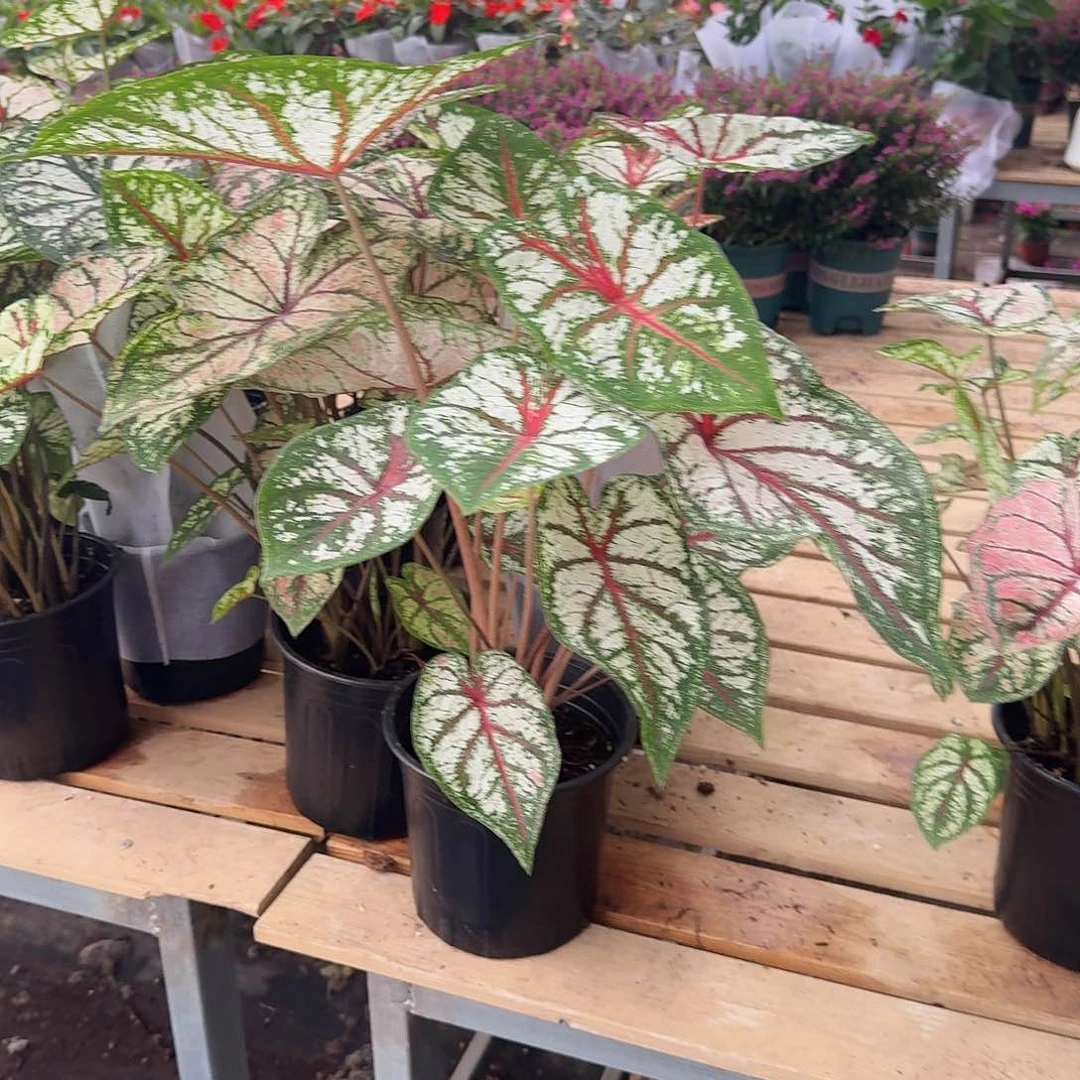 彩叶芋织锦一颗超大