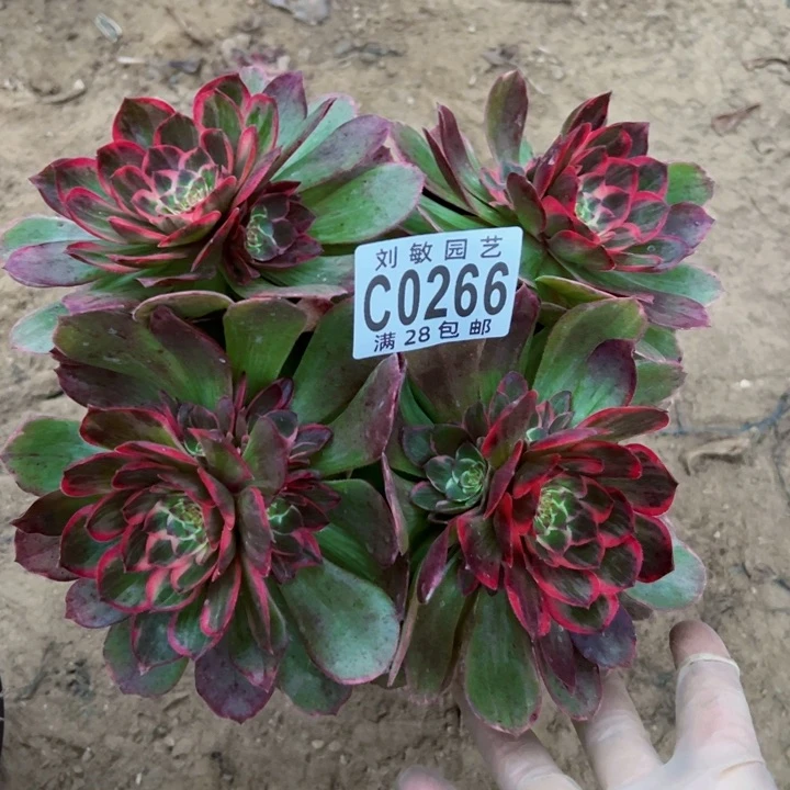 莲花座多肉植物法师