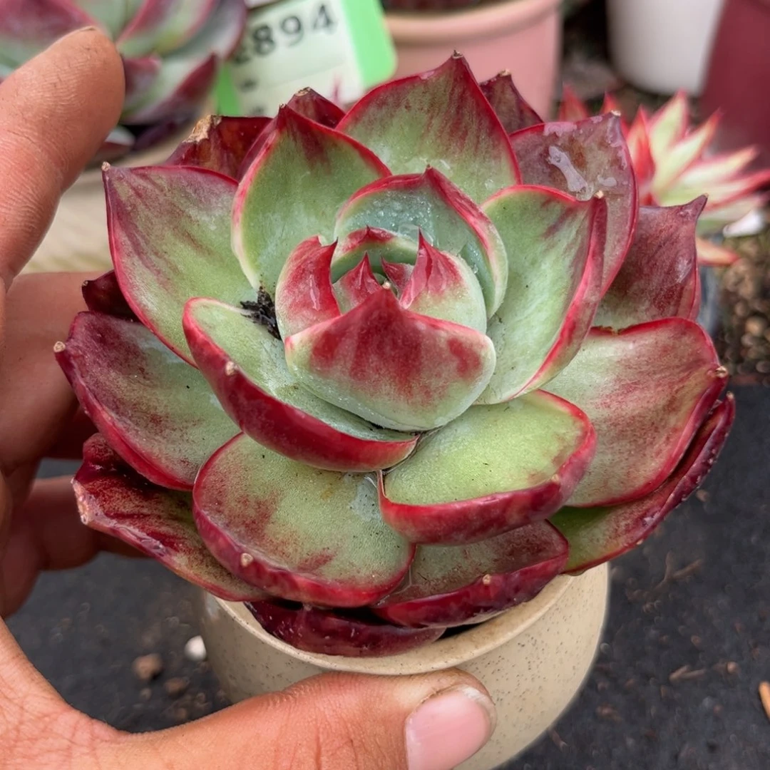 惊鸿一瞥多肉植物718