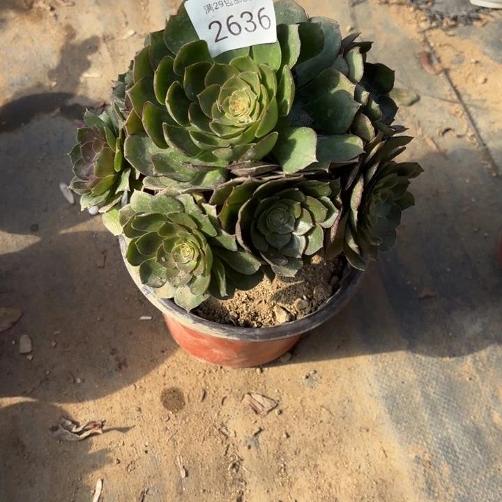 万圣节多肉法师2636