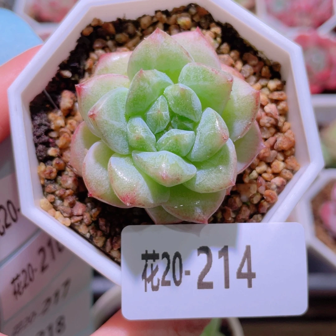 花利美20-214粉钻