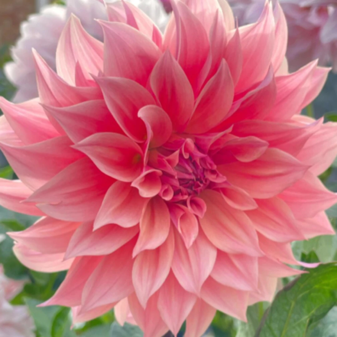 具花型(西瓜)进口大丽花多年生送肥料