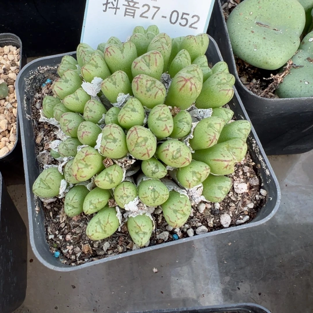 今***醒27-52肉锥多肉植物