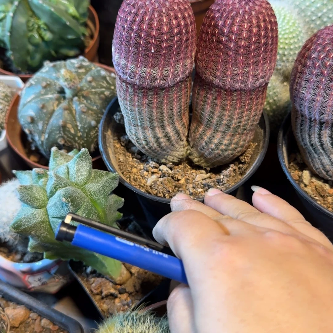 李***红可口可乐可口可乐