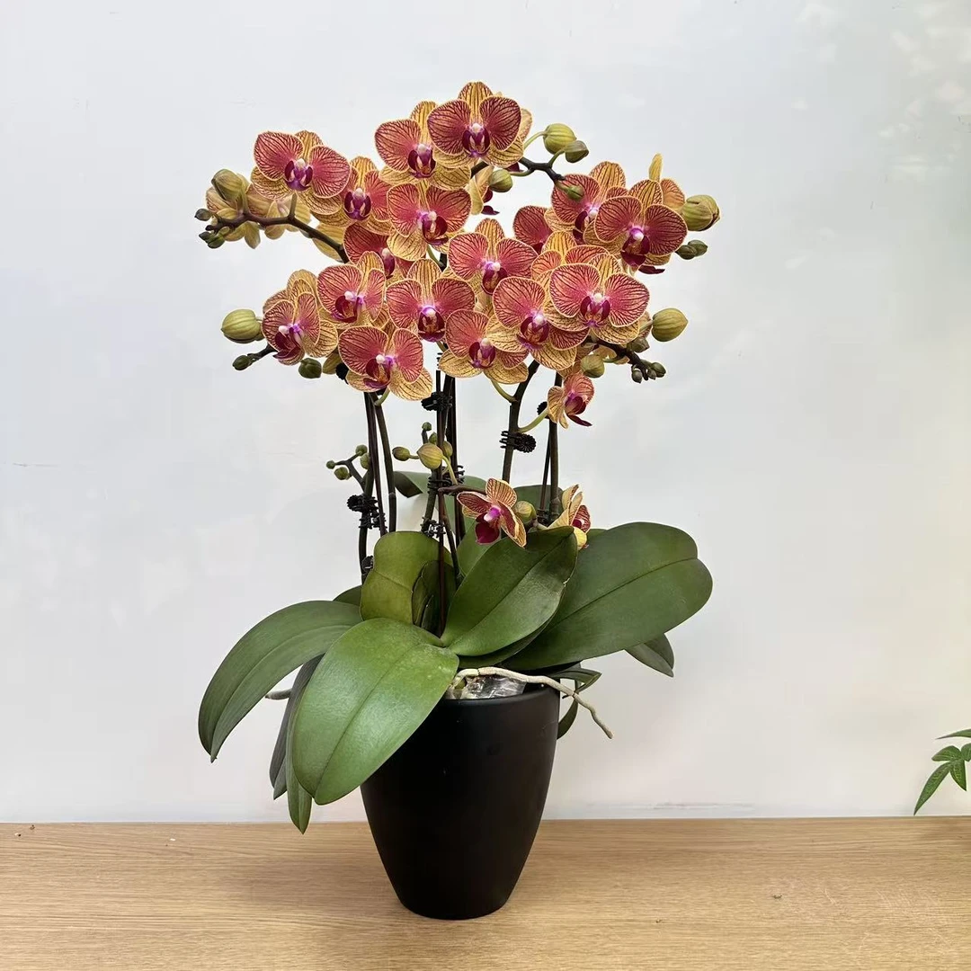 蝴蝶兰《元宝》橙红色花 蜡质花 年宵花 好养耐开 室内花卉