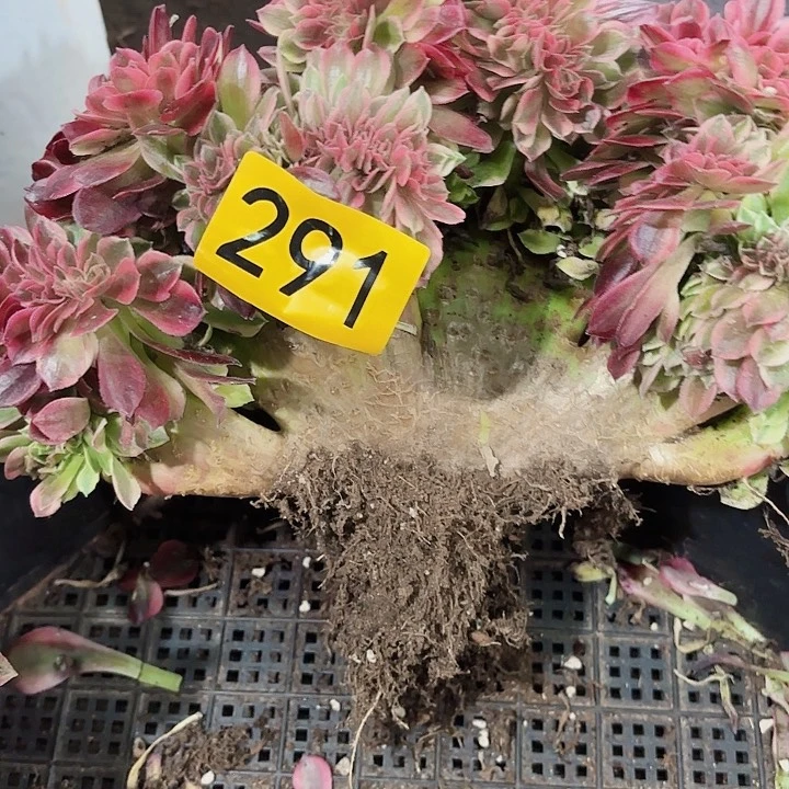 多肉植物福利291