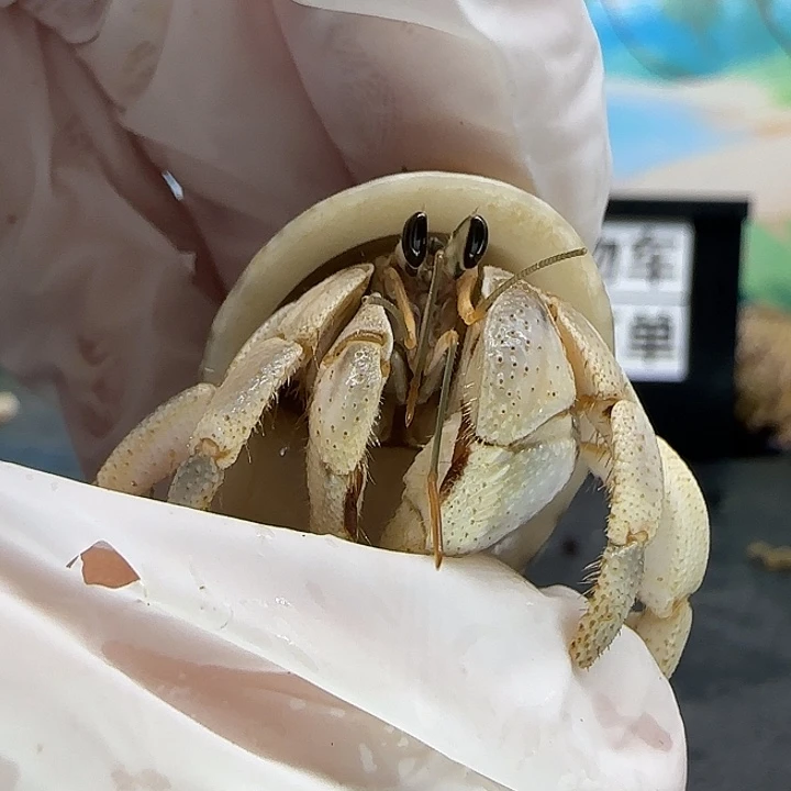 A43马岛灰白1.6cm口径