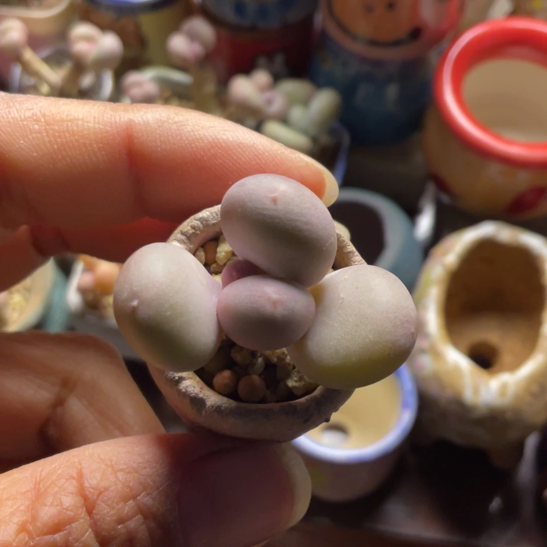 蛋黄奶酪一个带盆满50包邮非偏远
