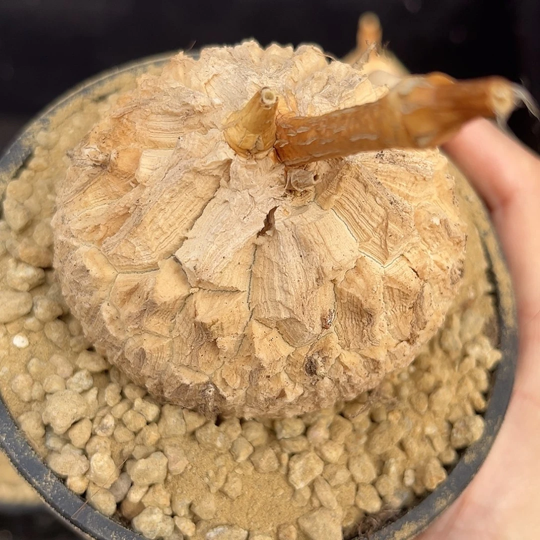 精品龟甲罗魔，超圆