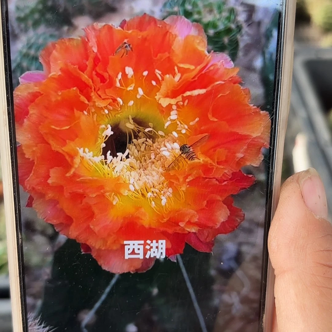 千层酥无根侧牙20包邮17