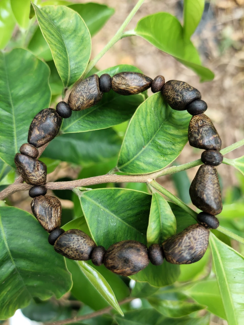 沉香沉水级奇楠沉香老树丁单圈12g+多样性发一