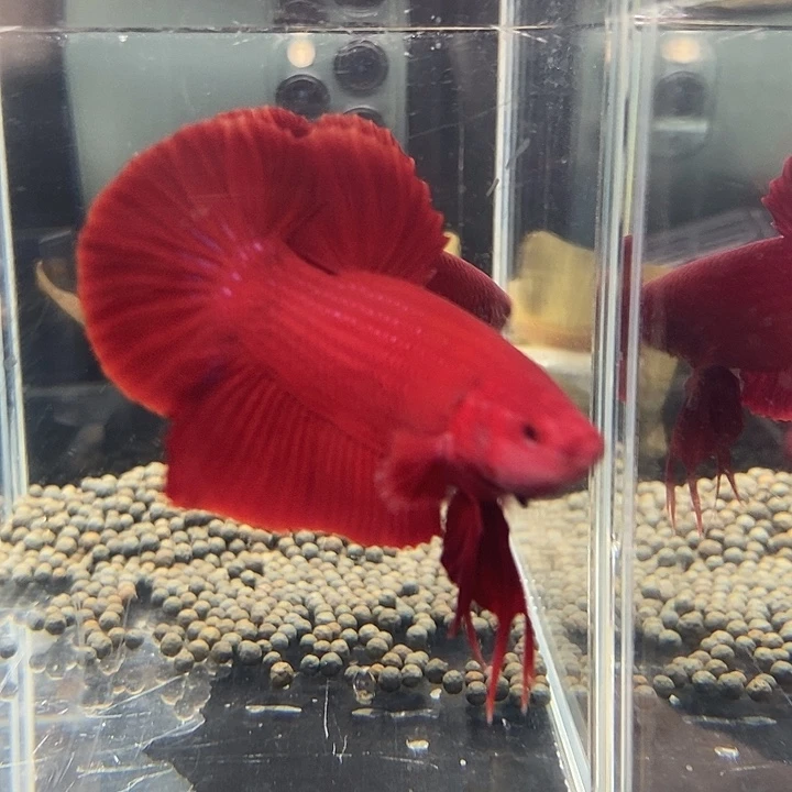 斗鱼黑14号巨斗将军