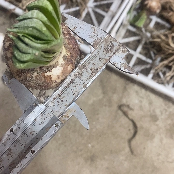 柔情魅影朱顶红5公分以上无激素