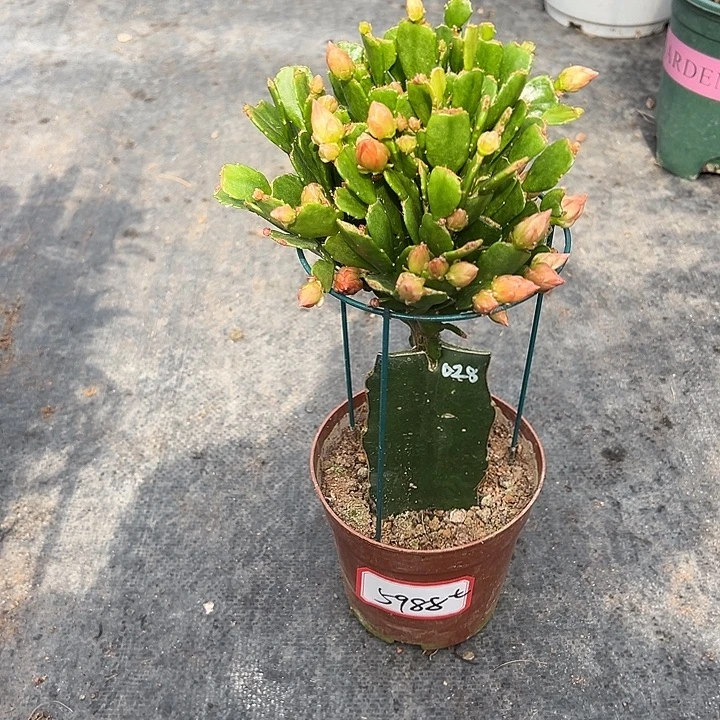 028蟹爪兰尾号5988