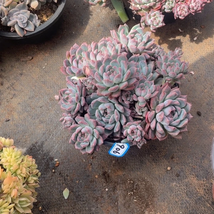 906霜花 一物一拍多肉