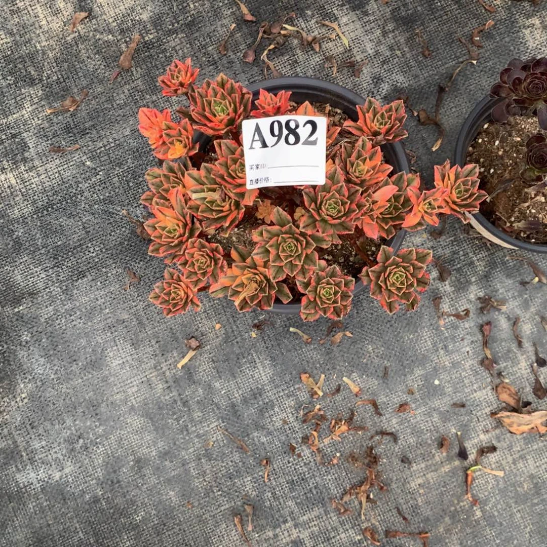 甜茶982法师多肉植物不周正