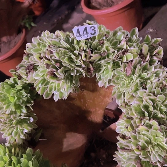 小***雀多肉植物一个白凤追