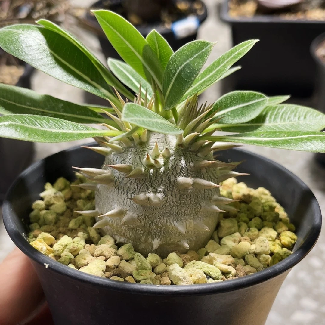 矮胖大黑6666666666666