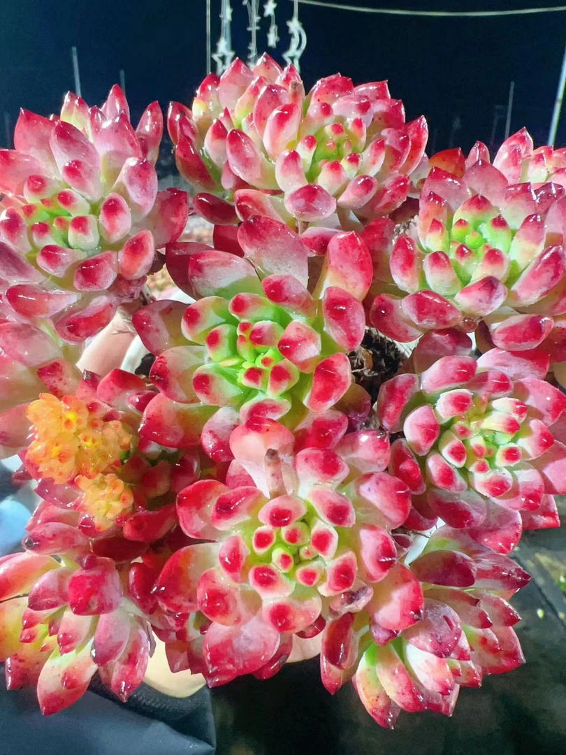 X篮苹果 云南基地直发 多肉绿植 带盆带土