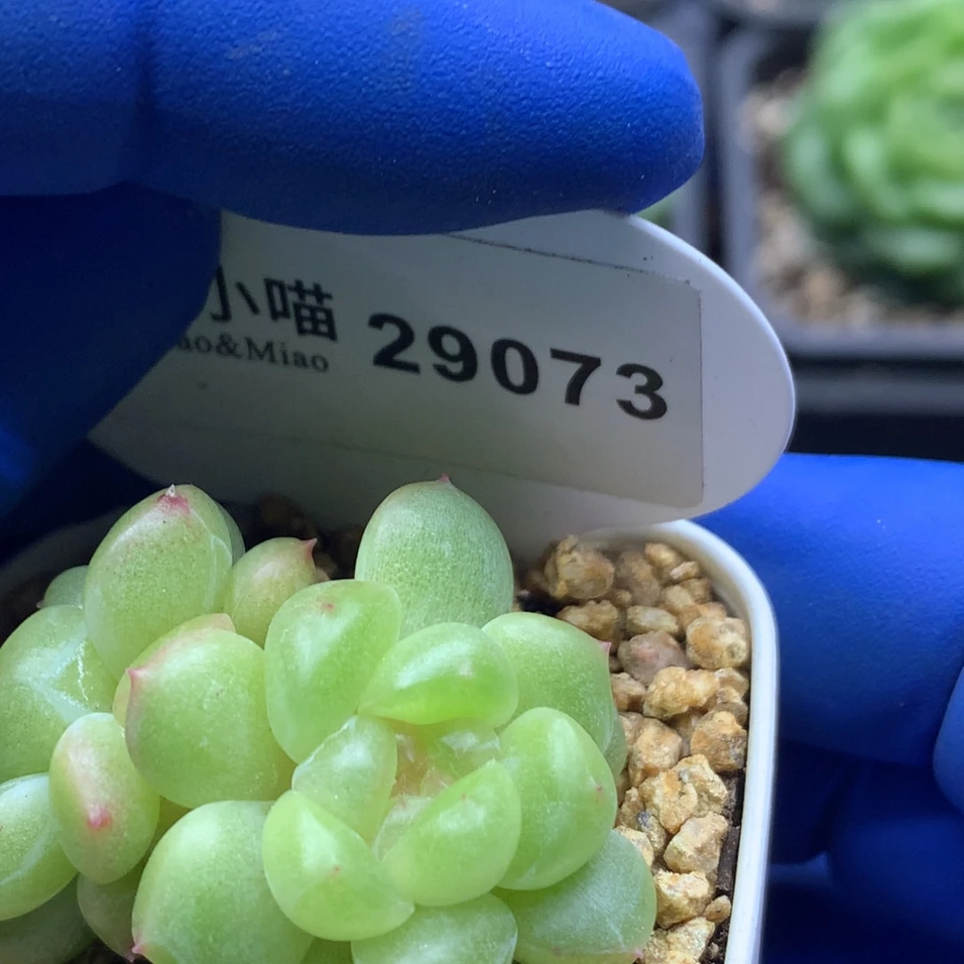 多肉植物杂交珍妮