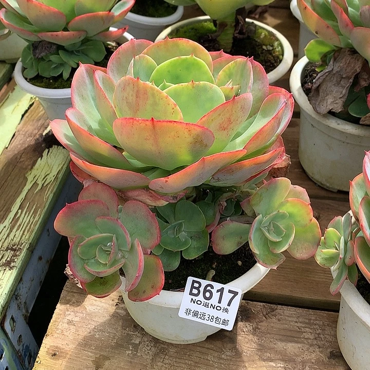 莫妮卡捧花 617 需延迟发货