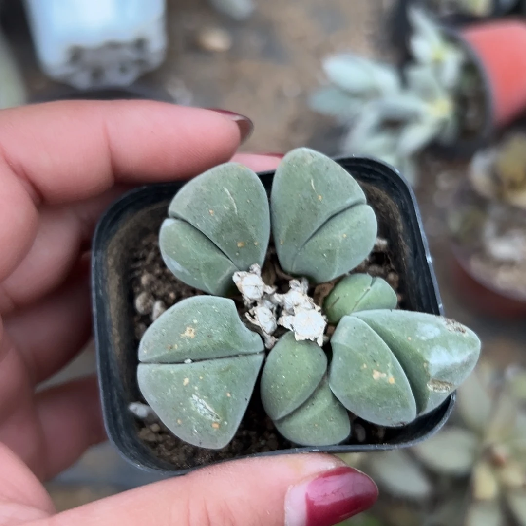 多肉植物多肉植物