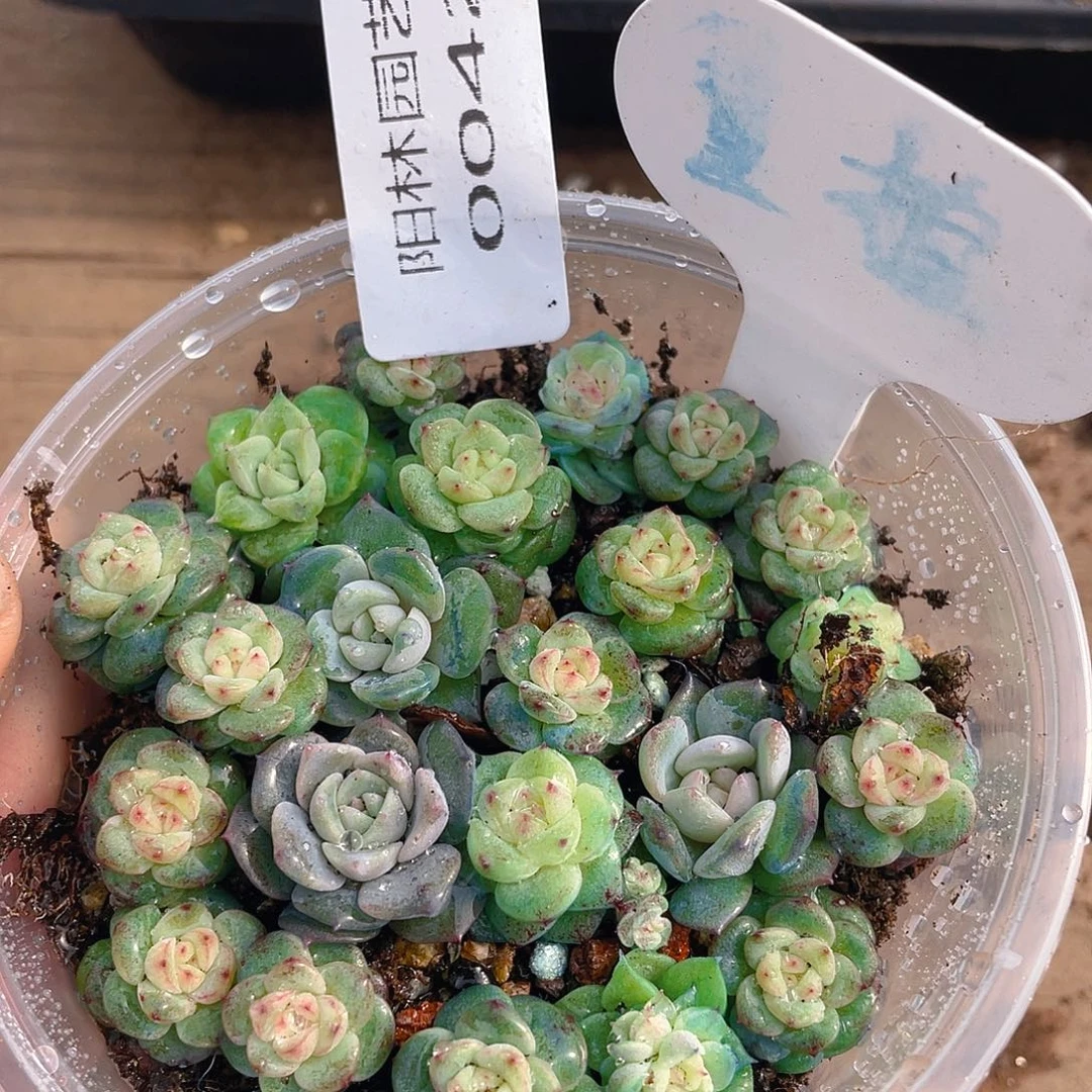 量拍多肉植物多肉植物42