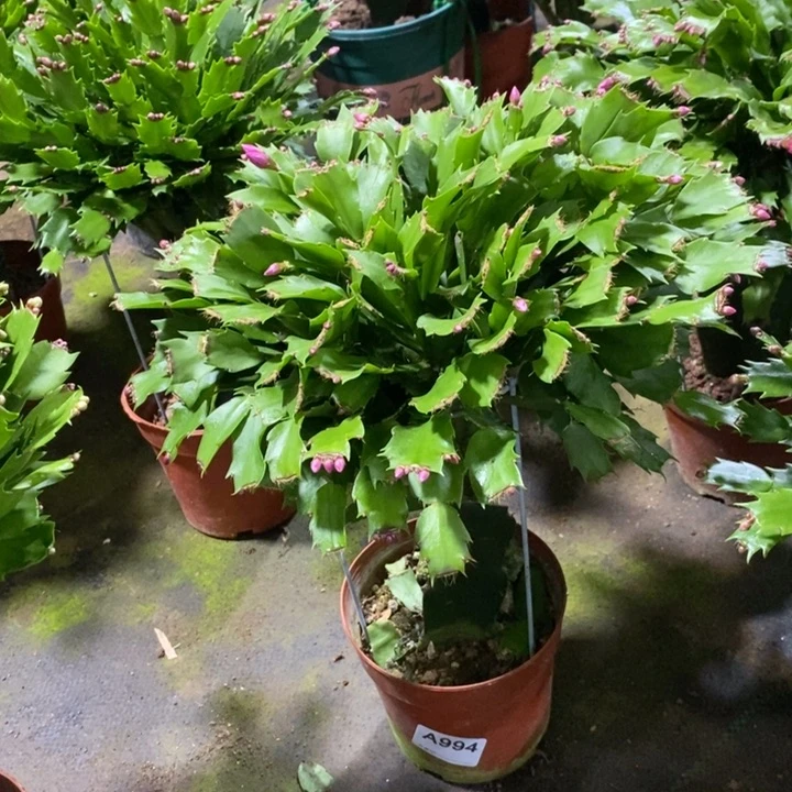 当前无花栽培后可以开花994胭脂红