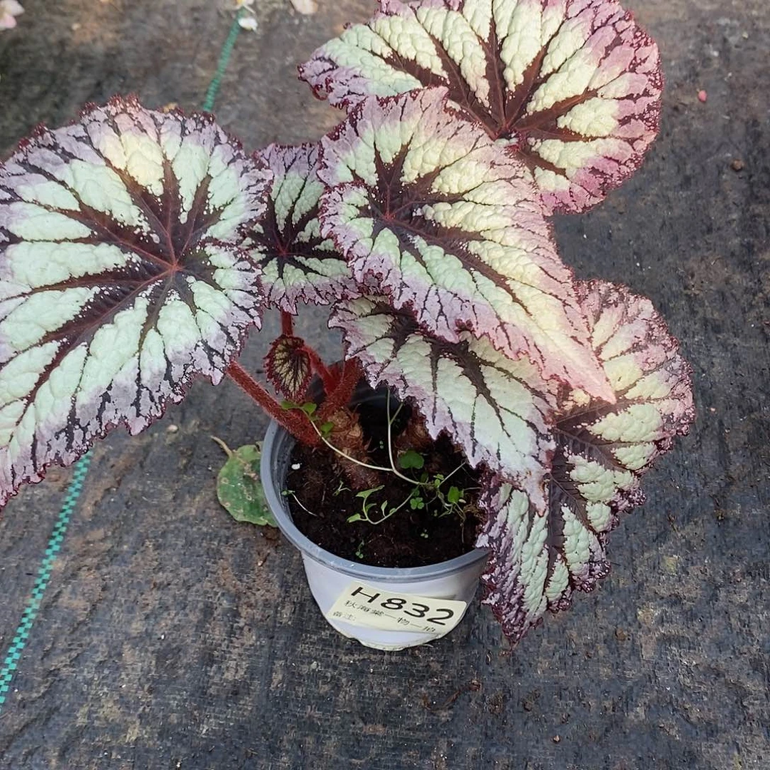 不开花植物妮*仙秋海棠832叶损