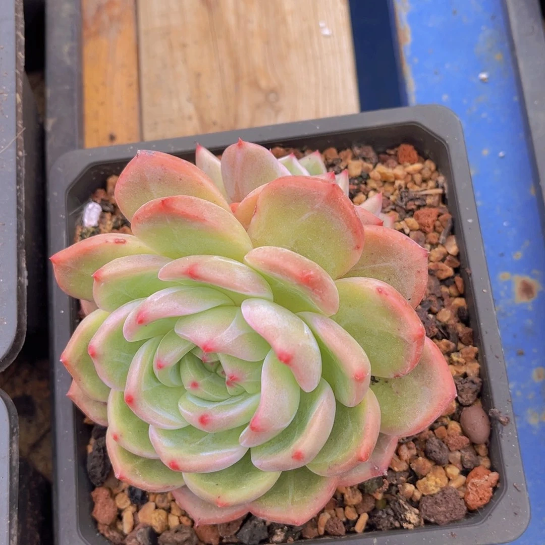 多肉植物的繁殖方式