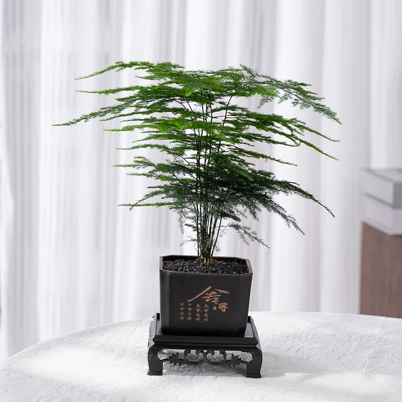 文竹盆栽室内办公室绿植客厅茶几桌面微景观趣味创意迷你植物摆件