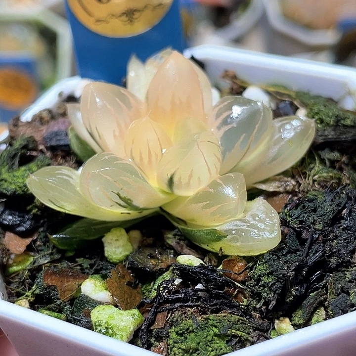 660糊斑北极锦特选福利