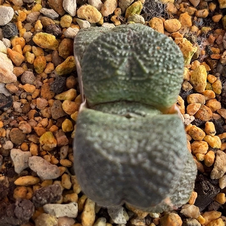 628脱土发货111111111111