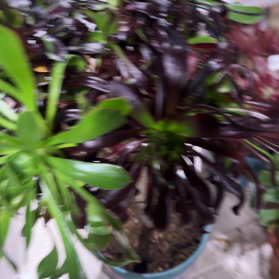 多肉植物水墨丹青469