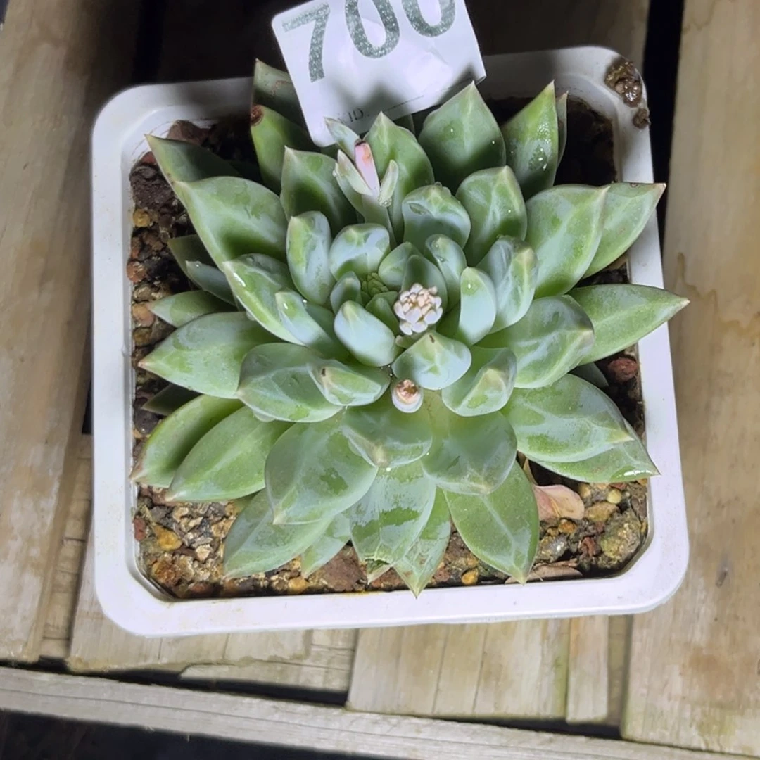 湫*多肉植物波光700