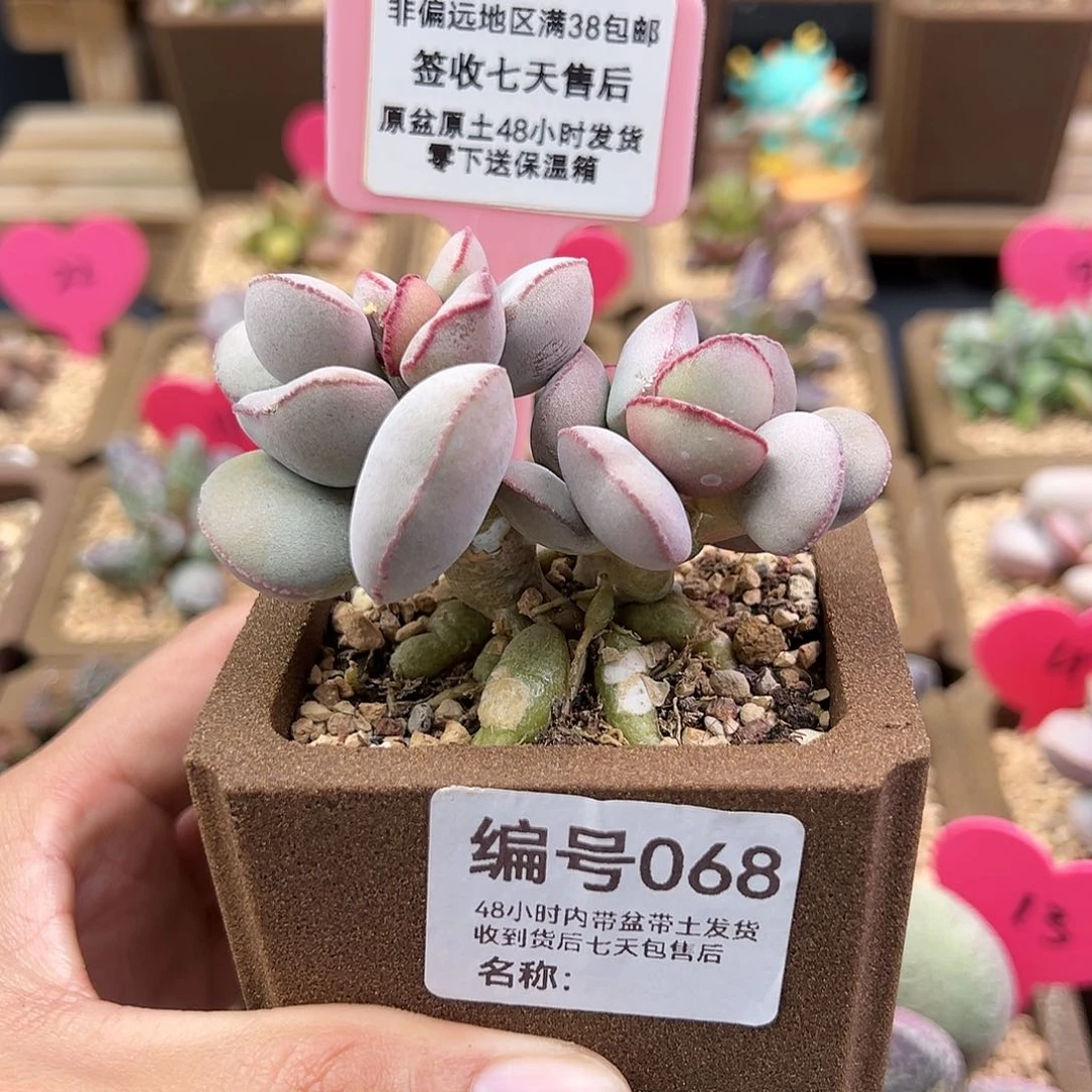 请****尼068白肌红蛋水泡