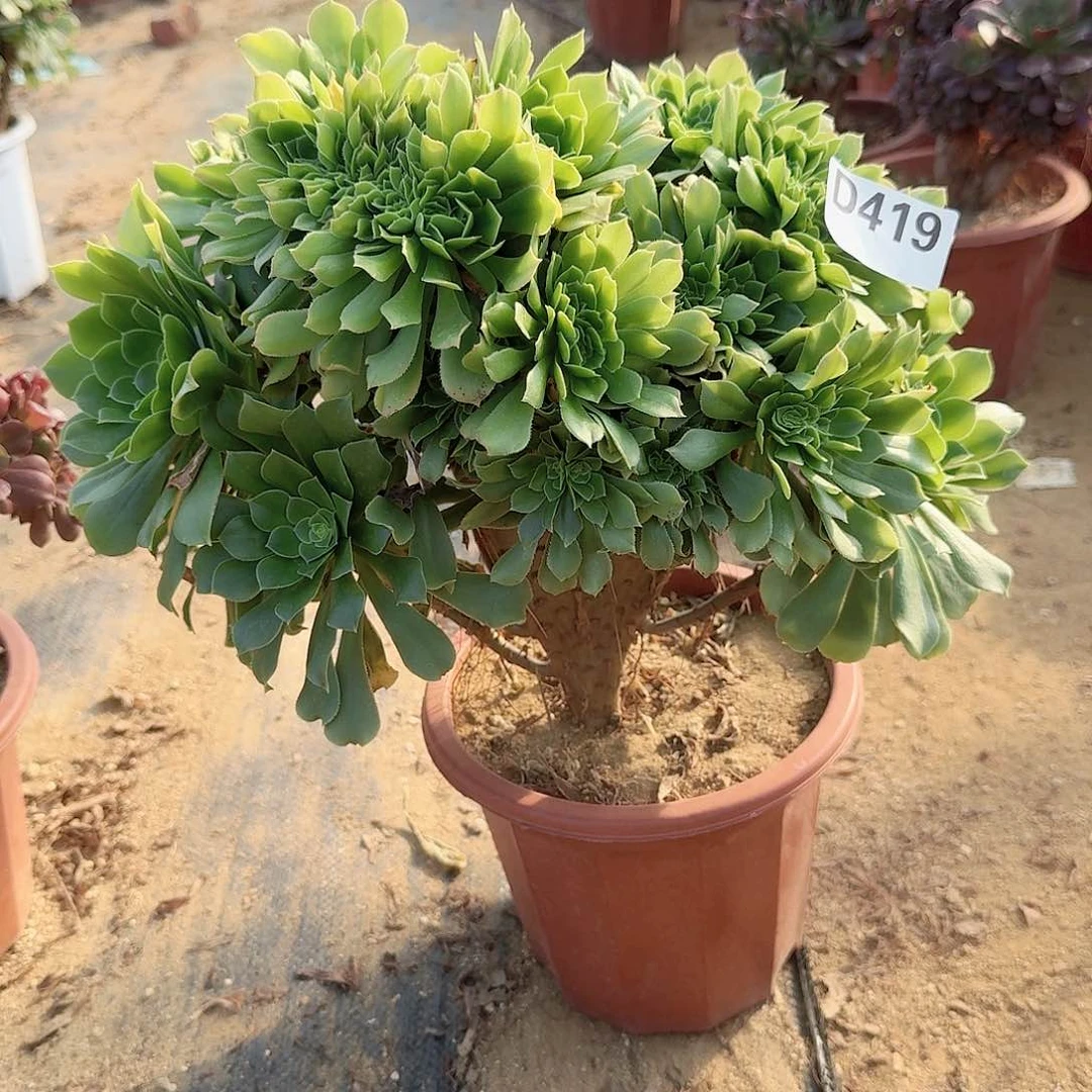 419绿缀朵朵一颗呀呀