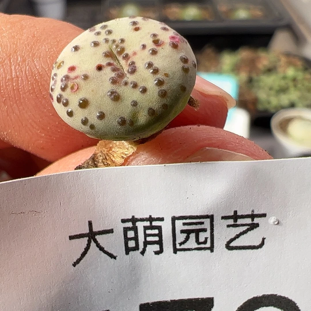 一物一拍匈牙利种源1452764火龙果安贞 476