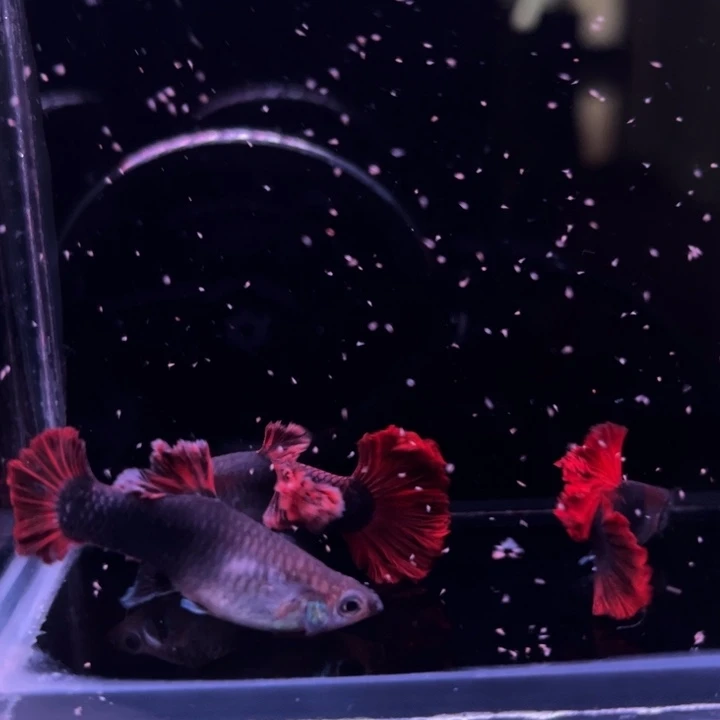 孔雀鱼爆绒折扇2母1公
