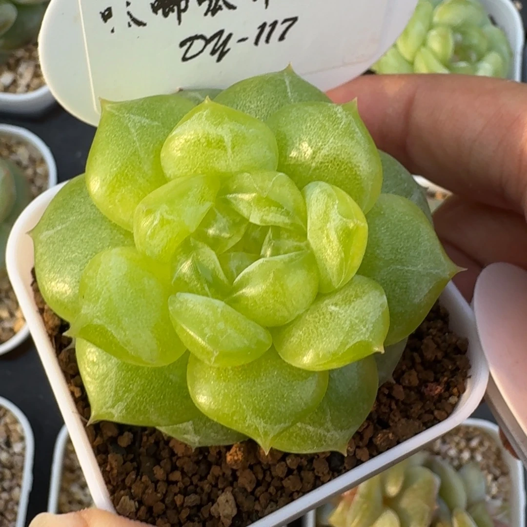 0927-117-编号珍妮