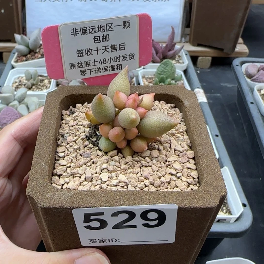 529小辣椒多肉植物