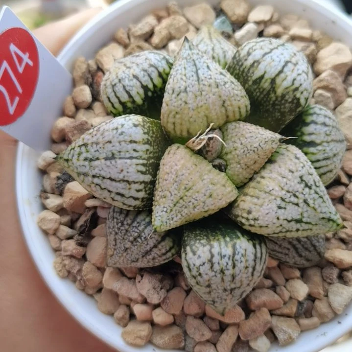 274号实生白银一物一拍带盆土发货