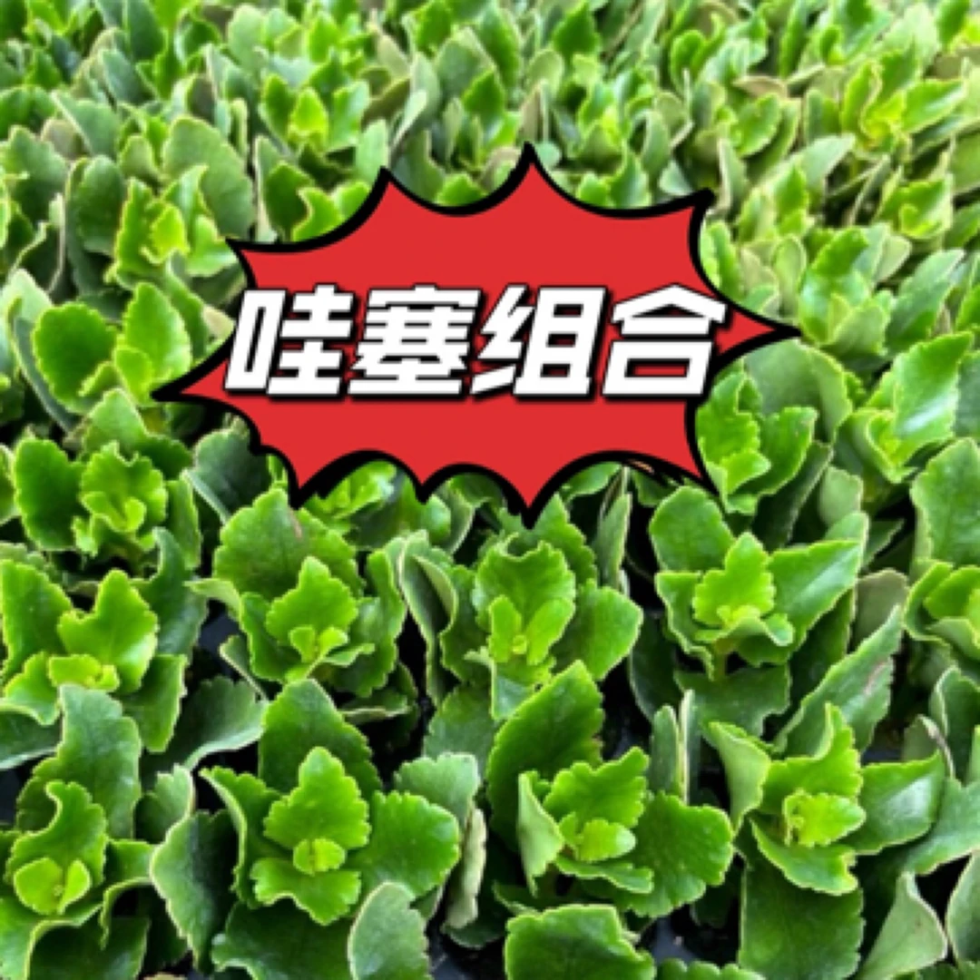 HH 新手福利组合长寿小苗13不同品种包对版发货（无标签）