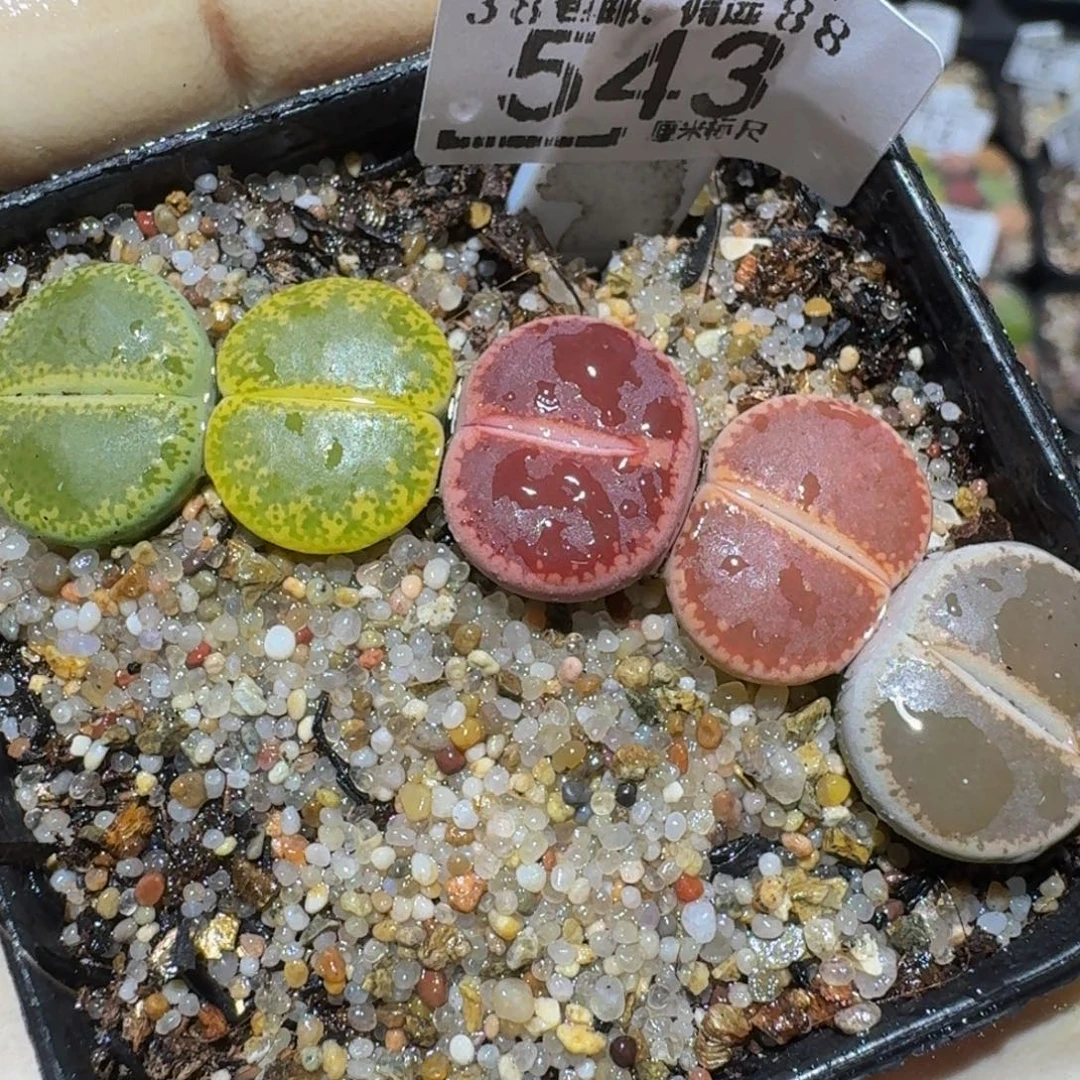 zzzz精品生石花543